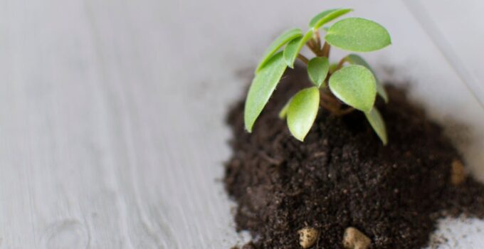 Πώς να καλλιεργήσετε τα δικά σας βλαστάρια υπερτροφής: Ένας οδηγός βήμα προς βήμα